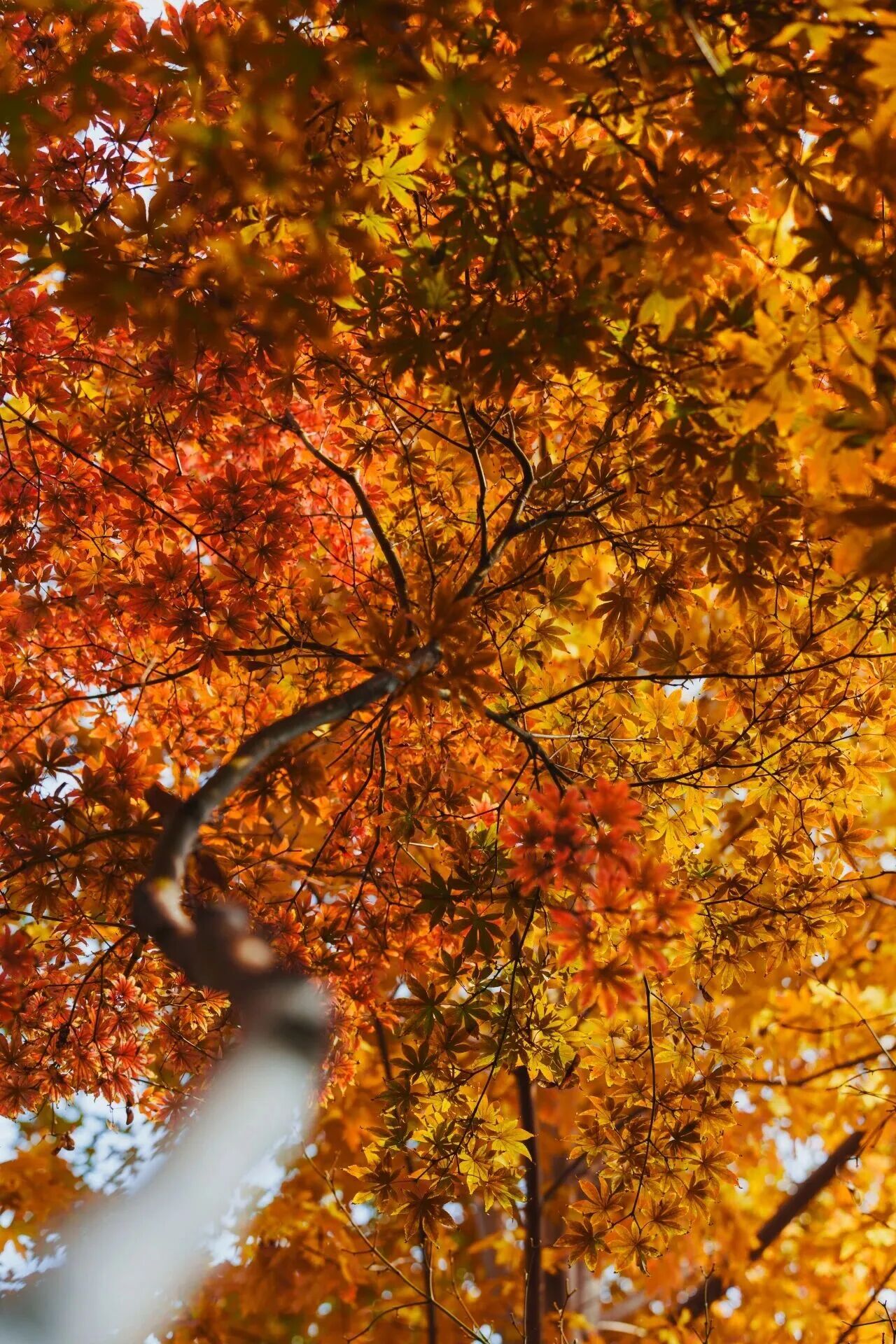 Z6尊龙·凯时(中国)人生就是搏！